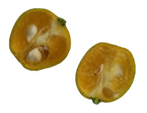 Каламондин - мой первый цитрусовый плод.
